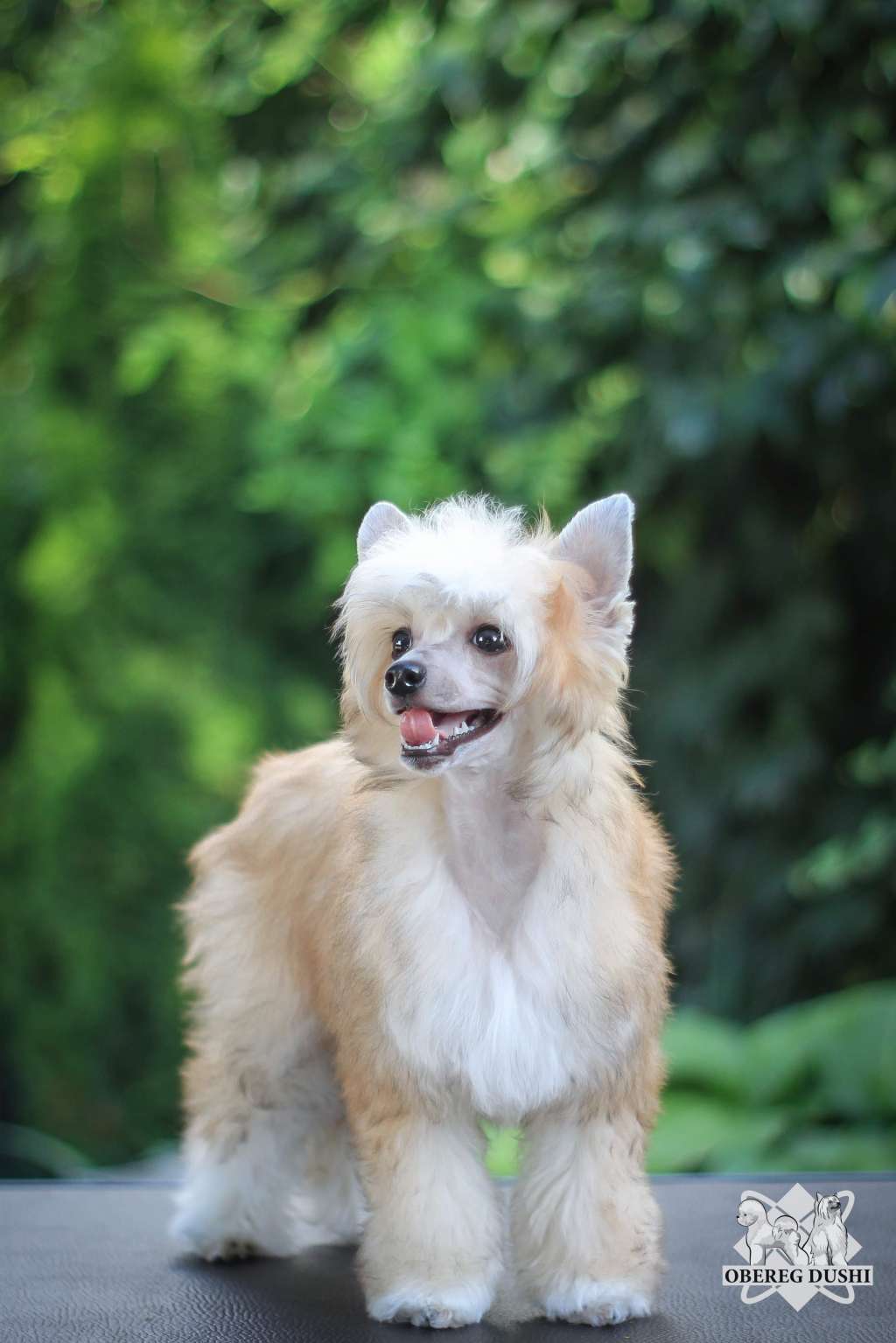 Obereg Dushi Charming Pansies