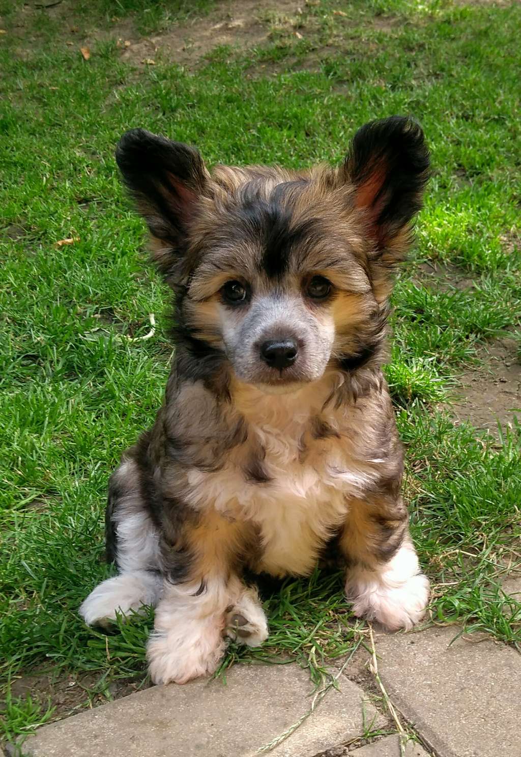 Caimo Cabraxas Haneli Nice