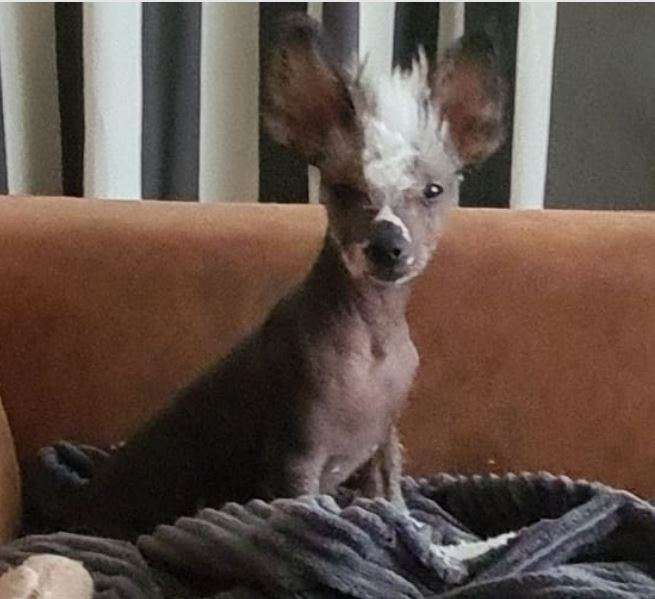 Cat's China Dogs Black Pearl