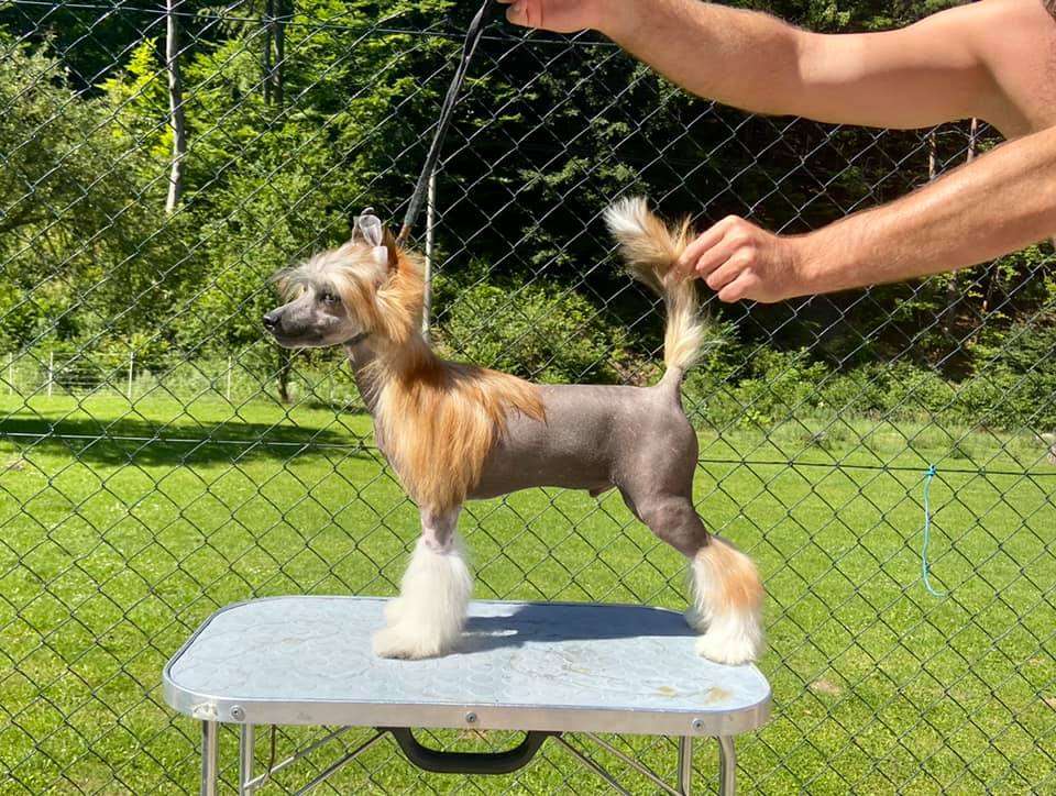 Shareef Dancer Poarott