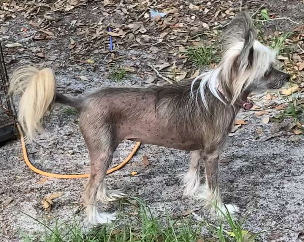 Brigadunes Miraculouse Darling Diva