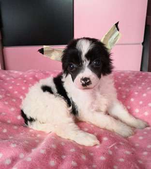 Fundoklia-völgyi Kaszanics Harley