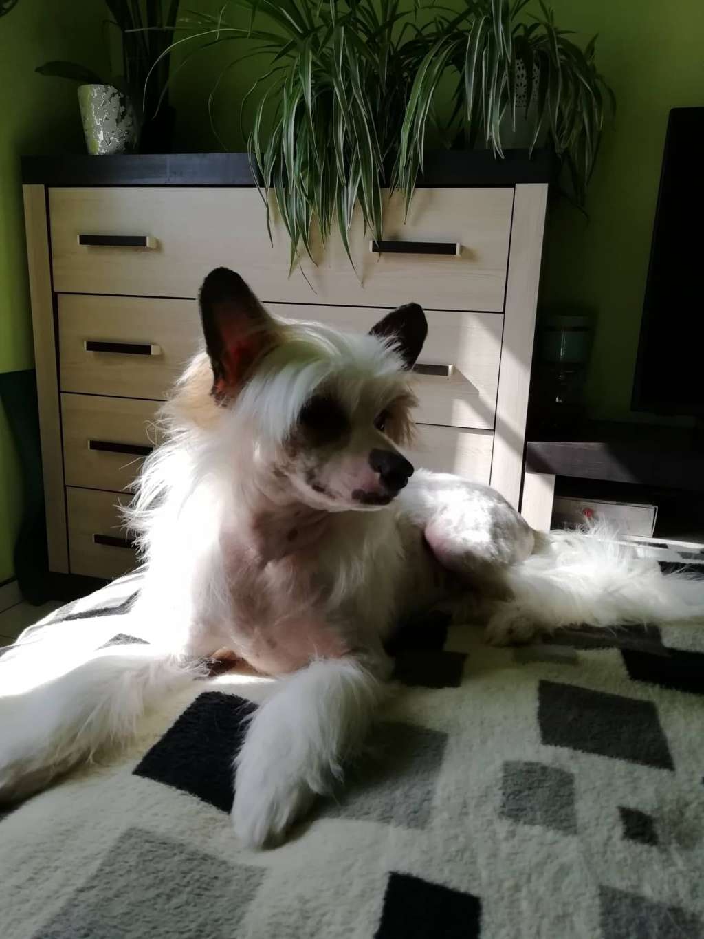 Fundoklia-völgyi Kaszanics Marshall