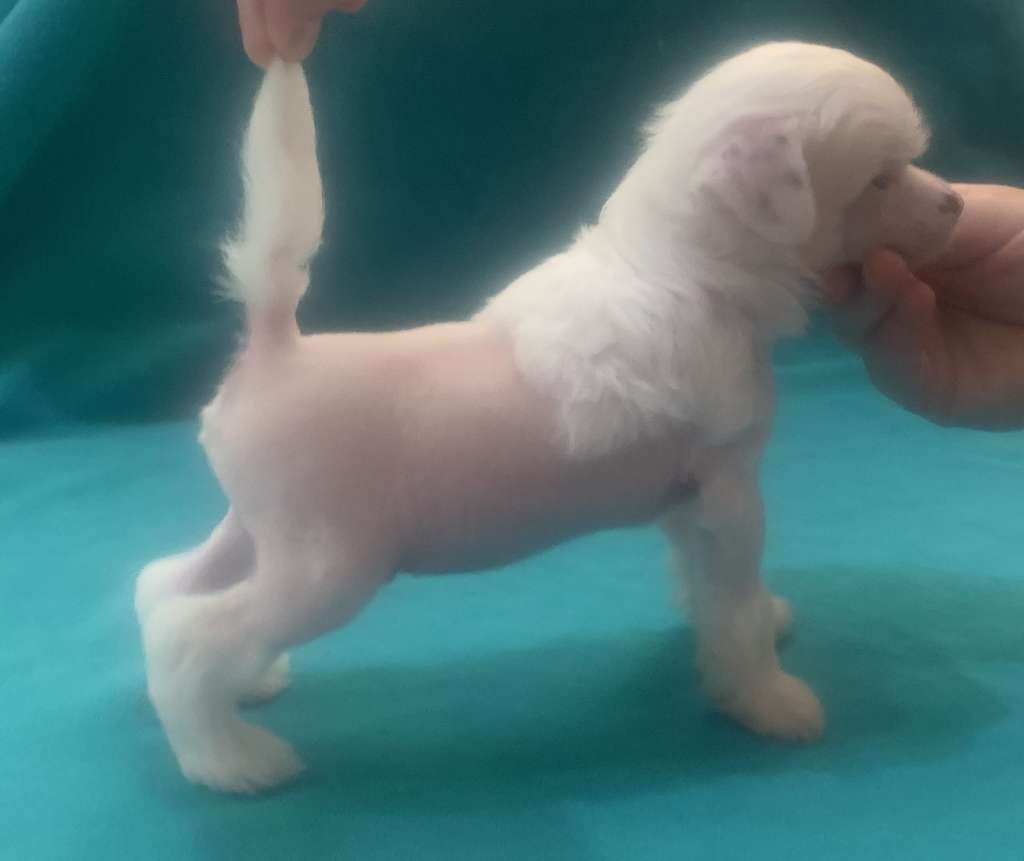 Chicavallo Electric Coco