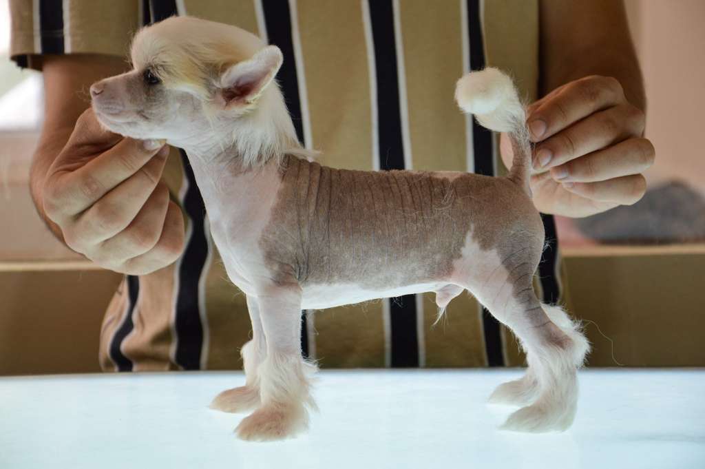 Shadow De Lybóriu's Legacy