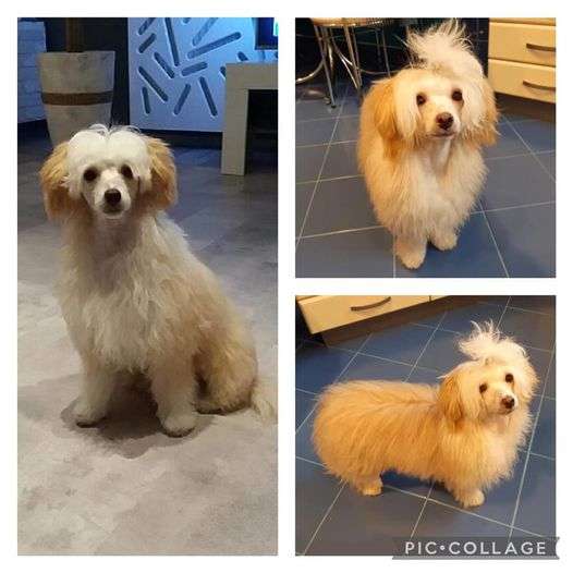 Big Bang Theory Gattaca