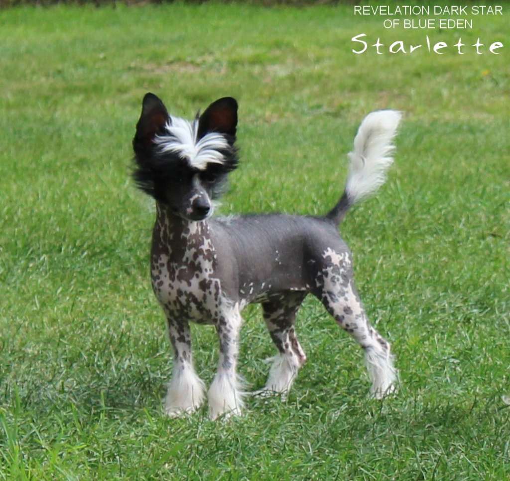 Revelation Dark Star Of Blue Eden