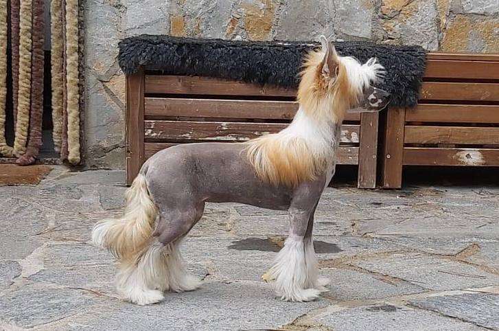 Cassandra Olyuti Gattaca