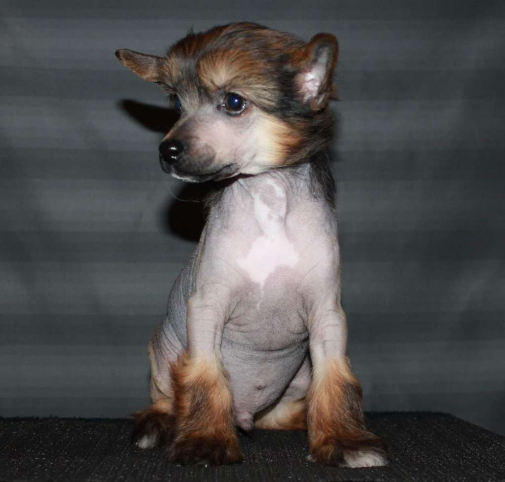 Julius Neva Berkut for Sozvezdiya Khana