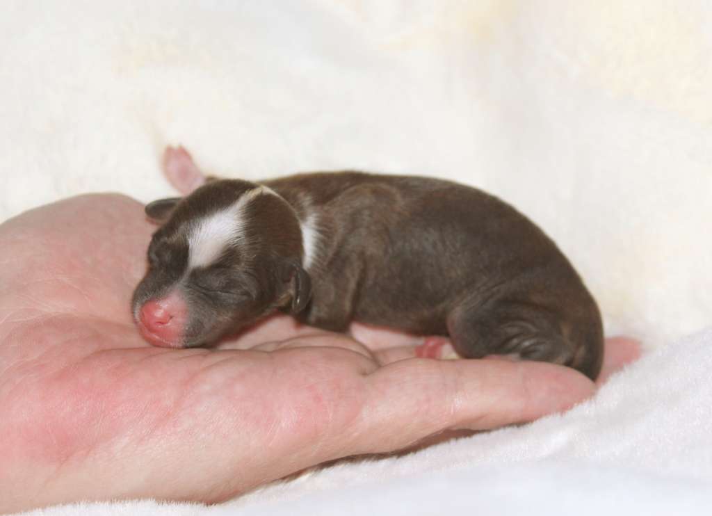 Charuyuschiy Soblazn Sultry macho Paul