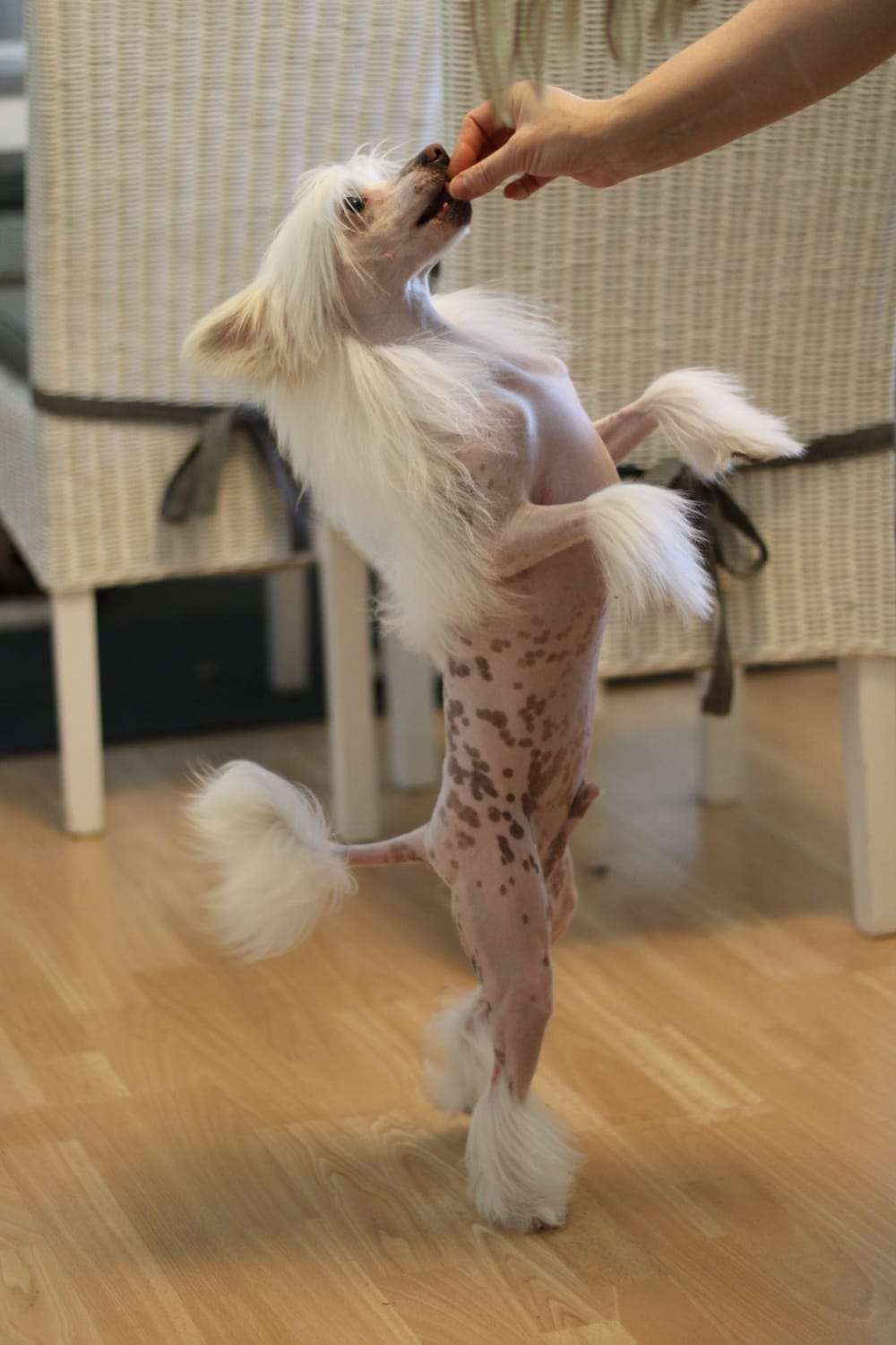 Blaswave A Bright Mac