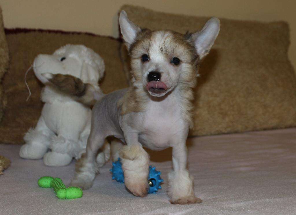 Harviel Nico Cool Lady