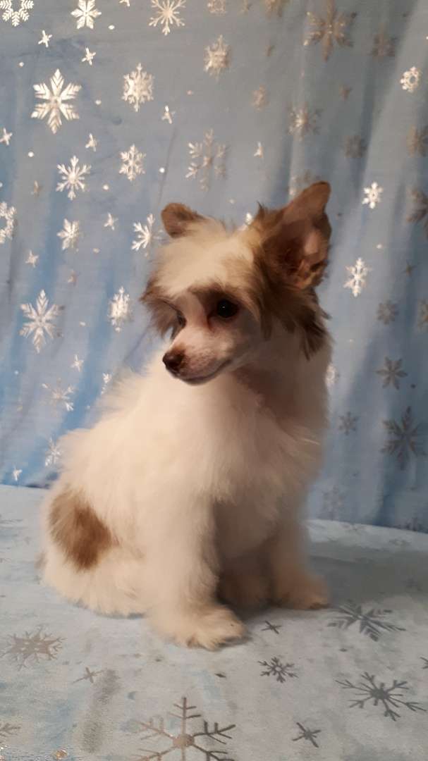 My Lucky Charm Deanna Russo