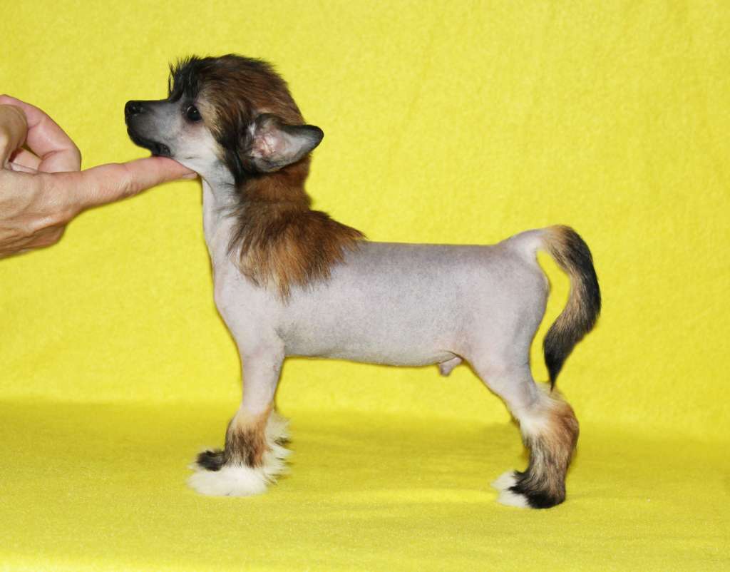 Charuyuschiy Soblazn Splendor of victory