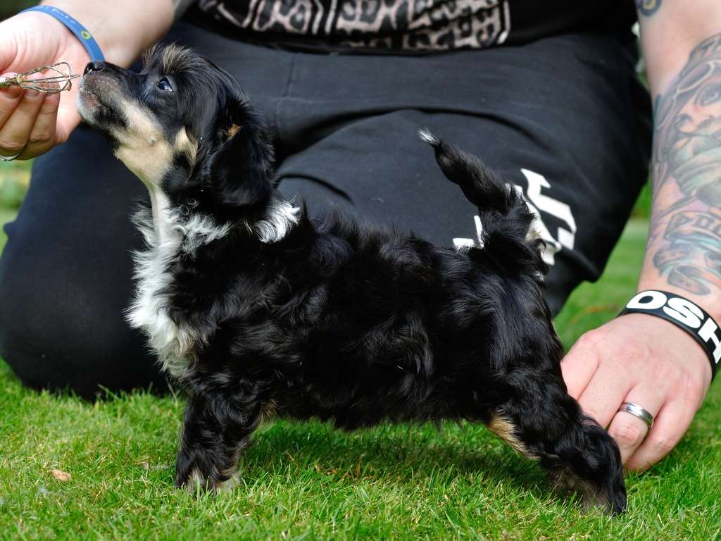 Oblivion Five Finger Death Punch