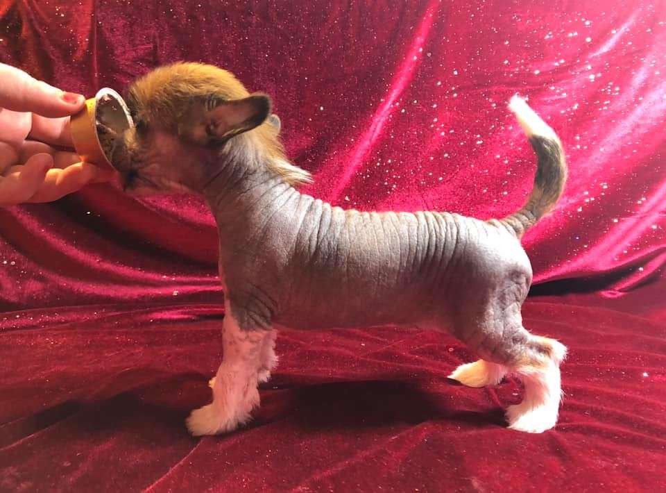 Girls Girls Intentions