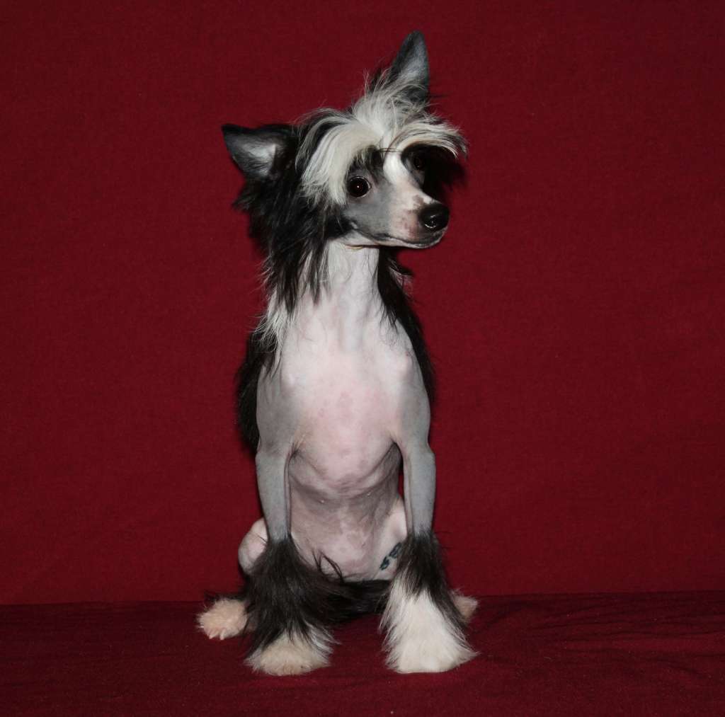 Charuyuschiy Soblazn Timeless beauty qween