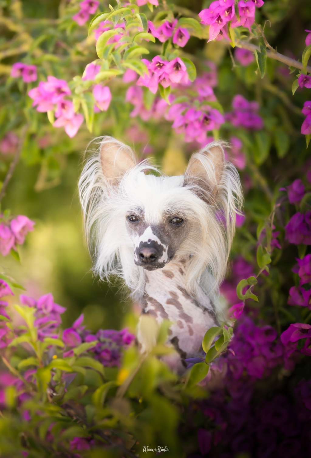 Harley Quinn de Lybóriu's Legacy