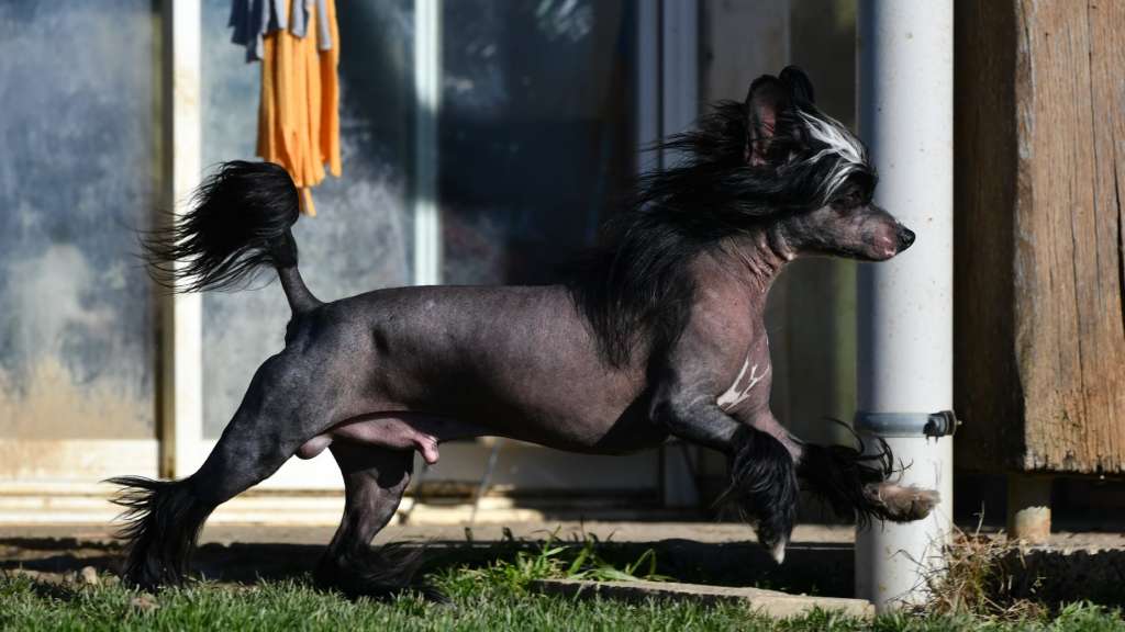 FutureLine Felicie Aston Martin