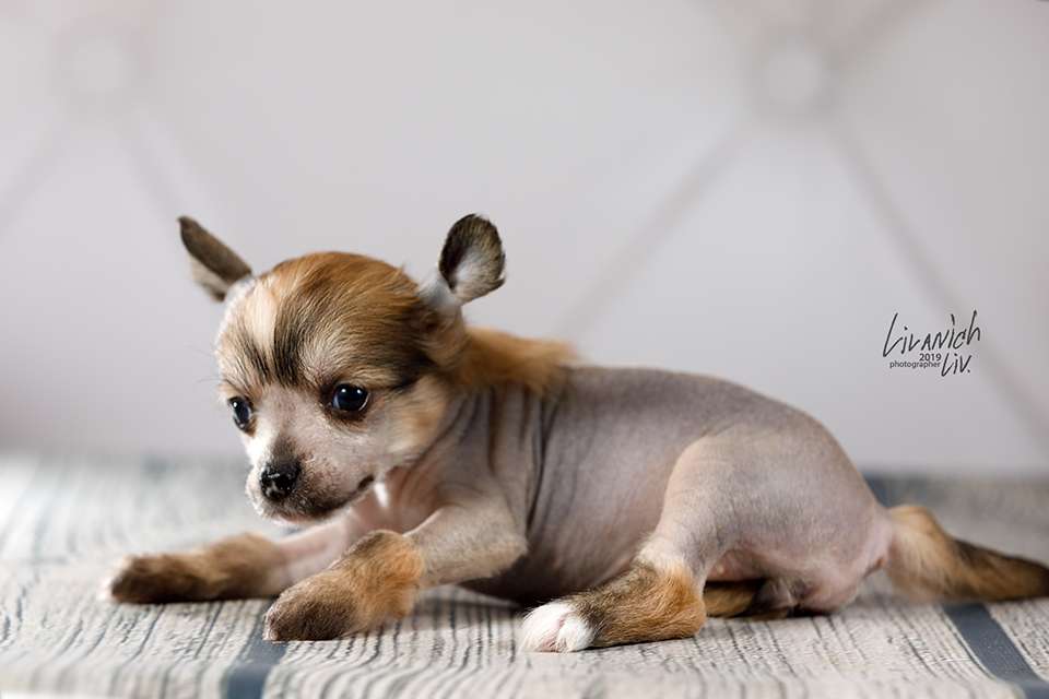 Ilory Royal Bon China