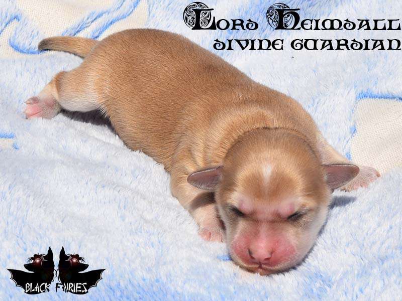 BlackFairies Lord "Heimdall" divine guardian