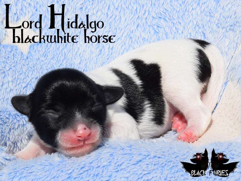 BlackFairies Lord "Hidalgo" blackwhite horse