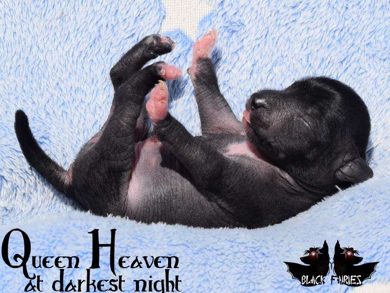 BlackFairies Queen "Heaven" at darkest night