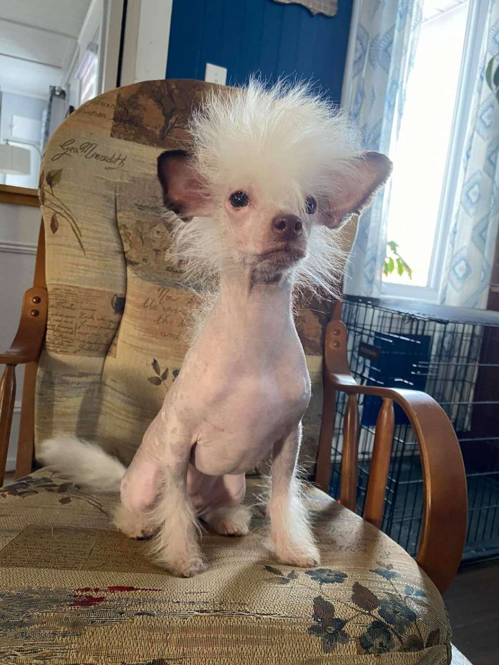 Muso Grazioso Time to Win