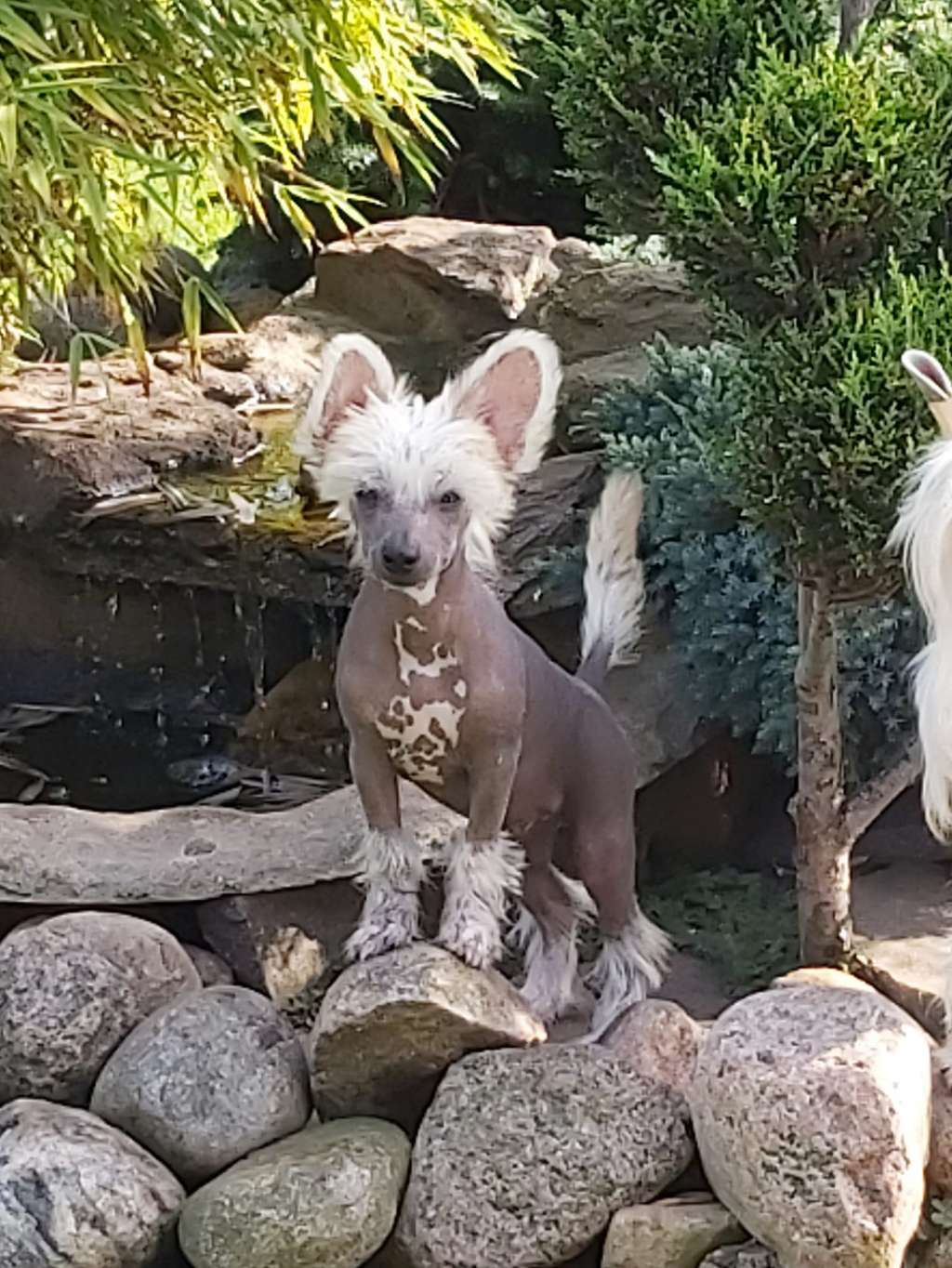 X Factor von Shinbashi