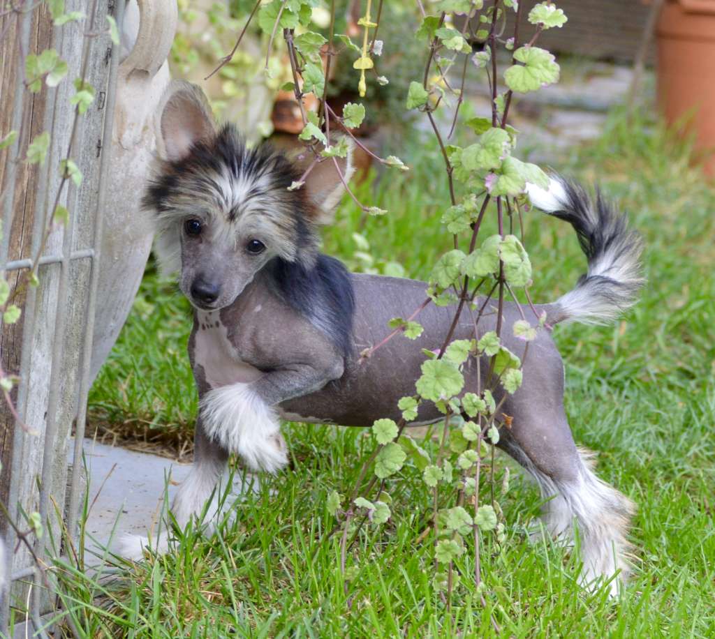 Xtra Special von Shinbashi