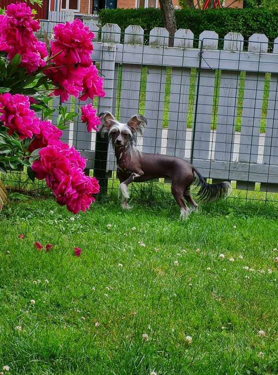 Yamboliz Pochahontas