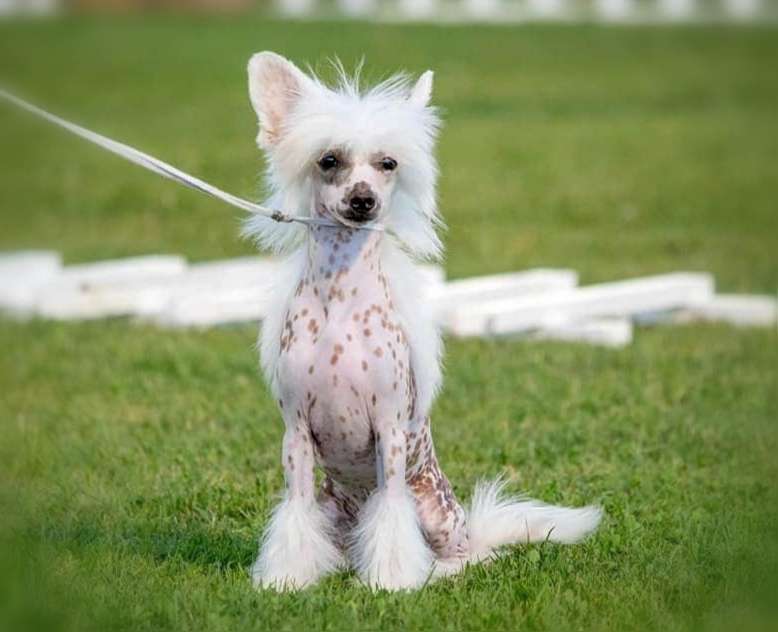 Licky Lips Let's Dream