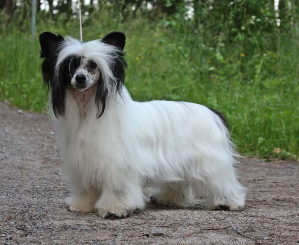 Viuvaun Piäkäestäkiinni