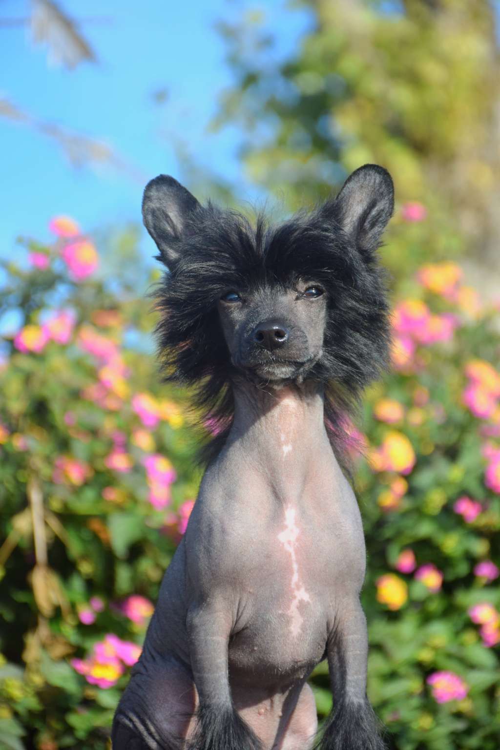 Bellatrix Lestrange de Lyborius legacy