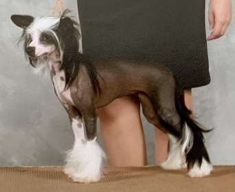 Willow Creek Shooting Star