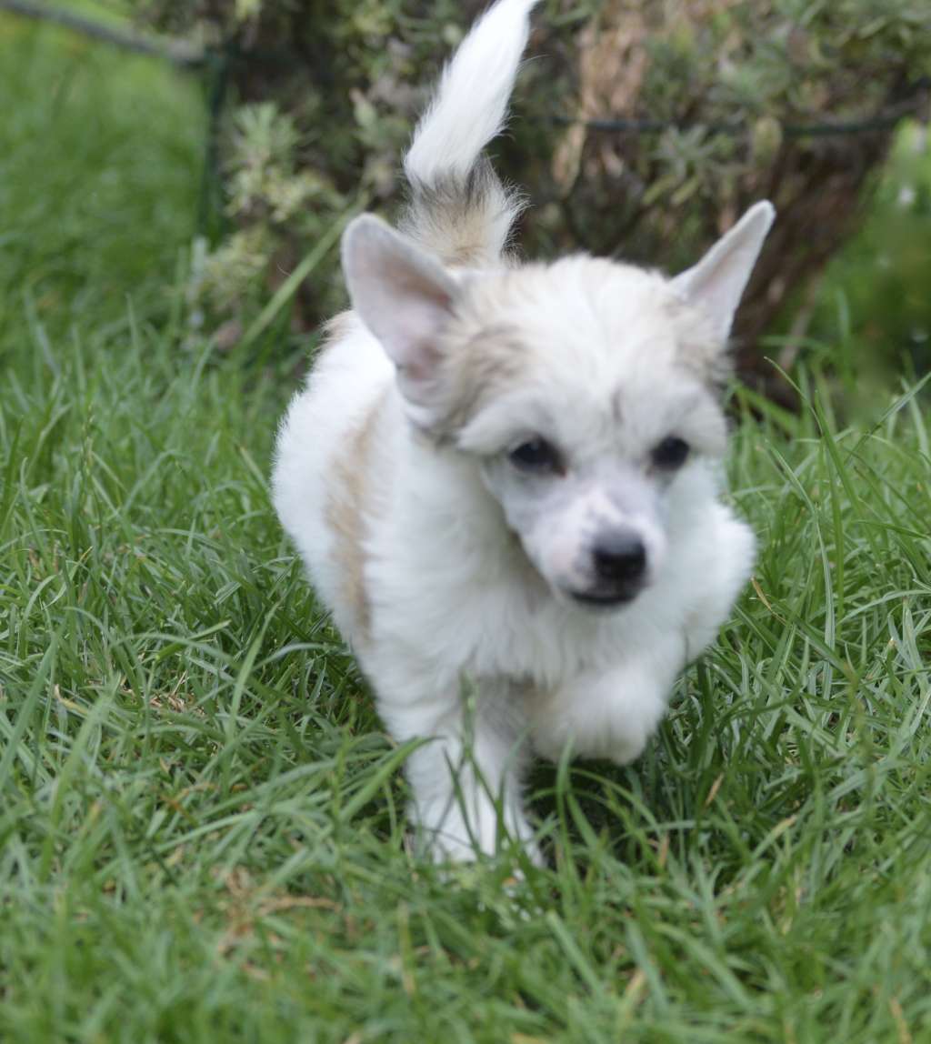 Xtra Sweet Candy von Shinbashi