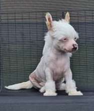 Warwick z Kamilova dvora