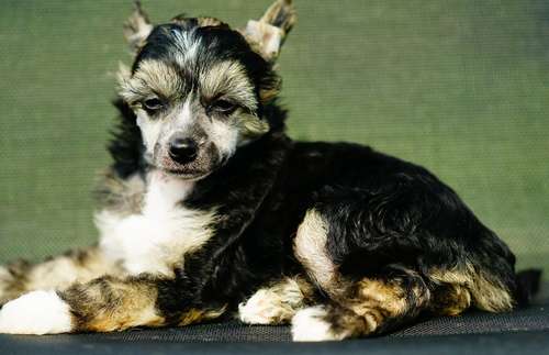 Wiking z Kamilova dvora