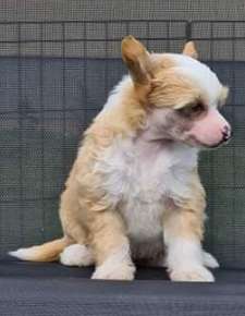 Wanessa z Kamilova dvora