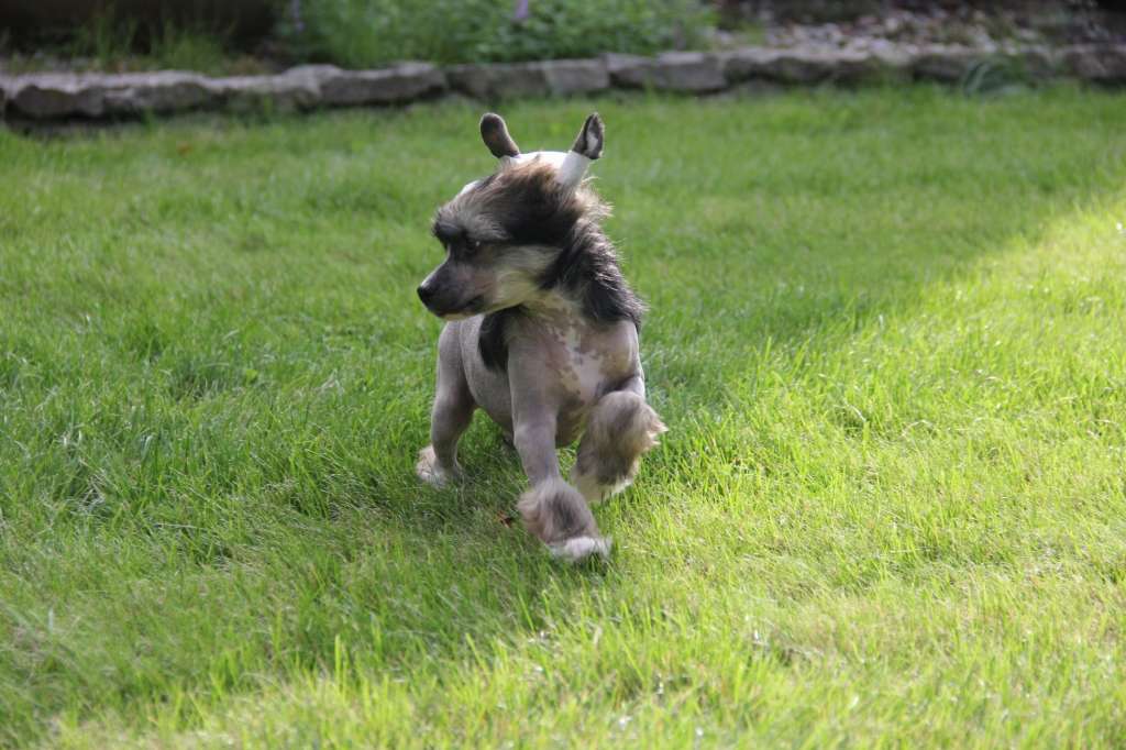 Apis So Close To Blue