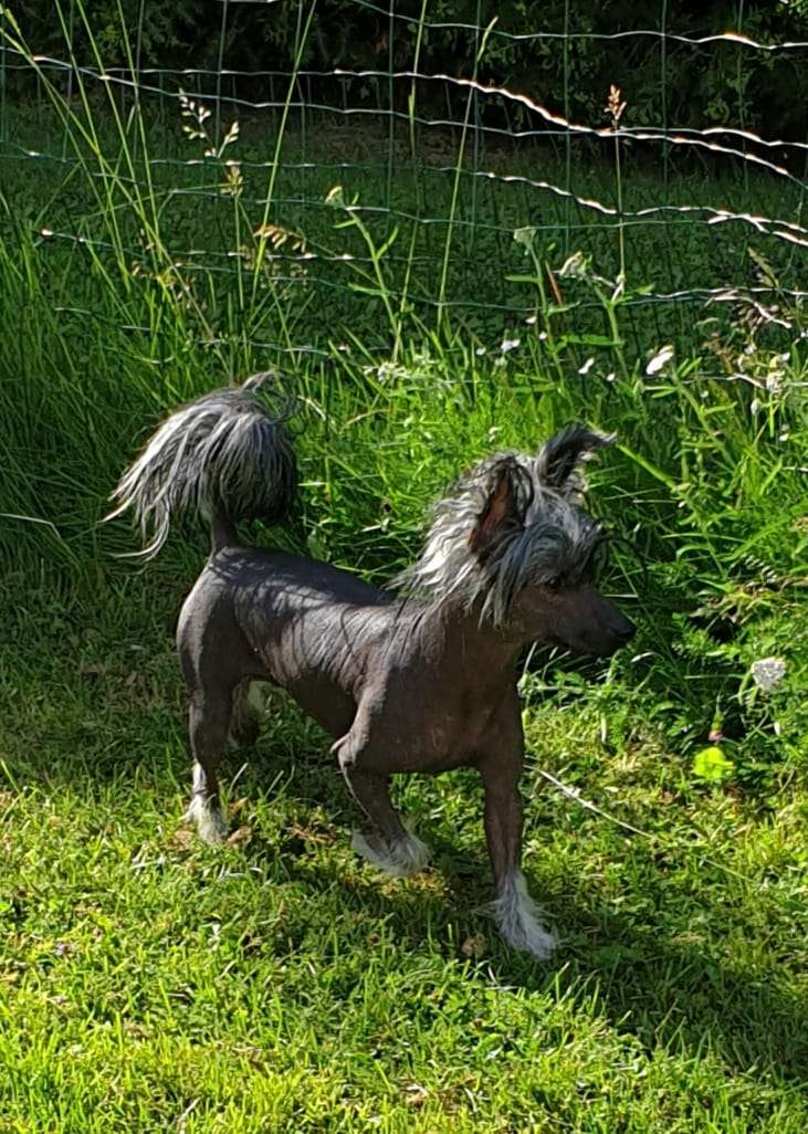 Beloved Crested Born to Dance