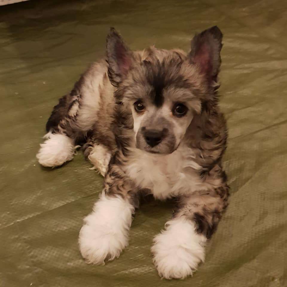 Beloved Crested Brigt Eyes