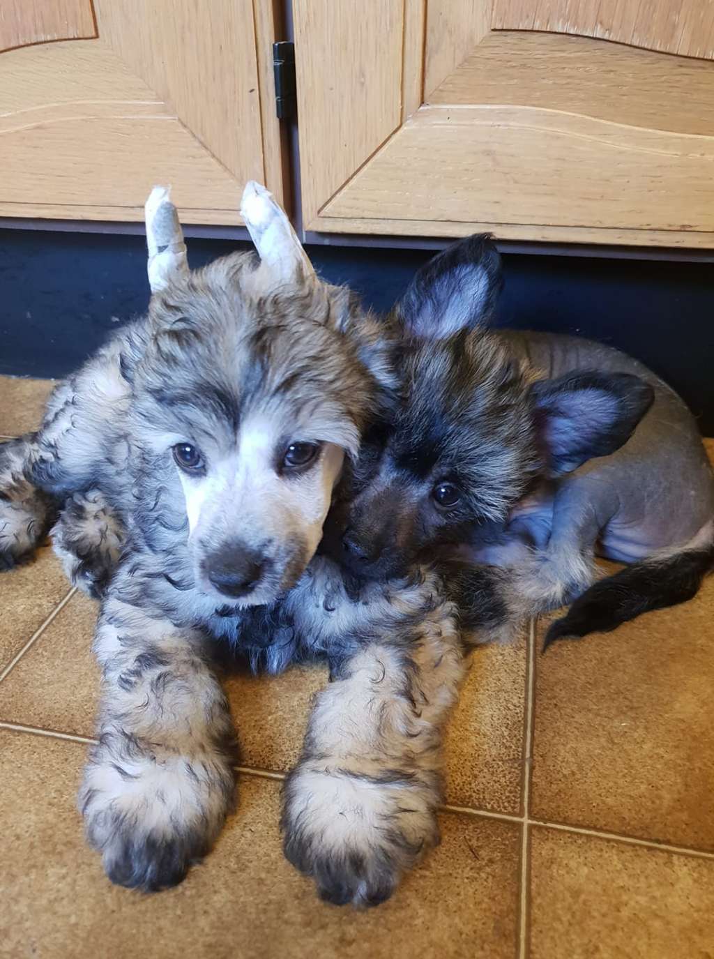 Beloved Crested Bigg Boss Benjie