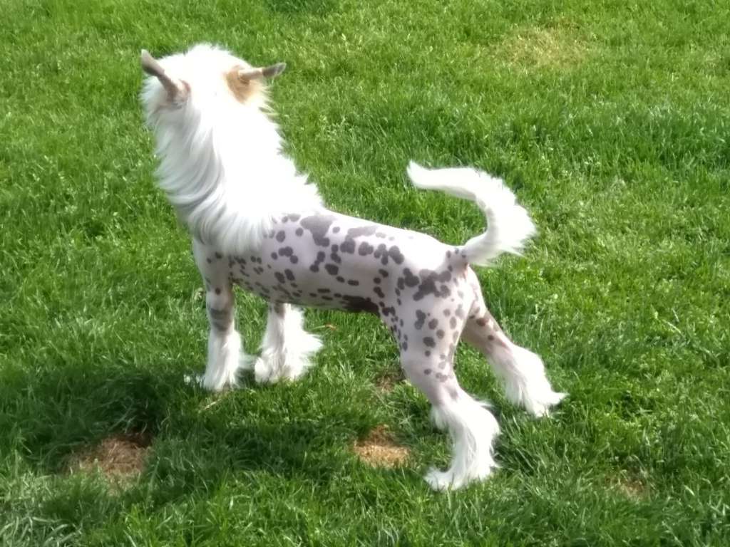 Tyana of the loving dols