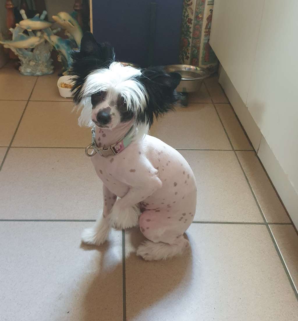 Tara of the loving dols