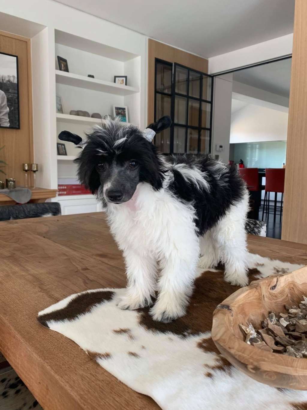 Torro of the loving dols