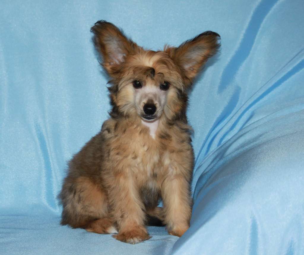 Christian sunny blossom