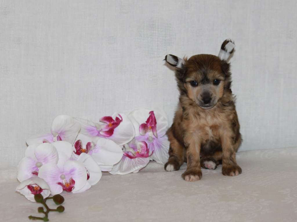 Chantal Holiday Forever