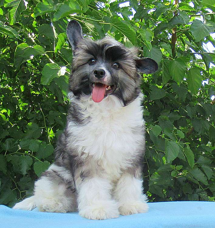 Naimuluna Line Mystical Diamond (puff)