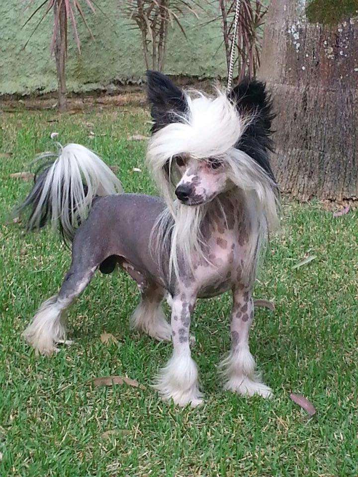 Tambau Pug's Extra Chinese Pepeu